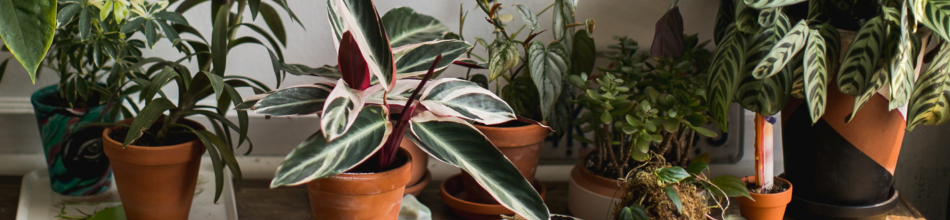 Green Living: Transforming Your Home's Air Quality with Houseplants an