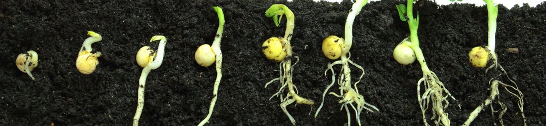 Get Your Garden Off to the Right Start with Wonder Soil: Seed Starter vs. Garden Soil