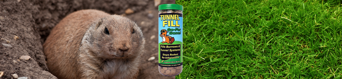 Tunnel Fill for Gopher Control