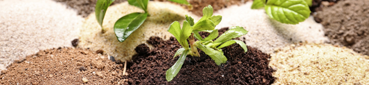 Wonder Soil vs. Traditional Soil: Choosing the Best for Your Garden