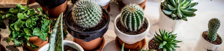 Wonder Soil’s Cactus & Succulent Soil Mix