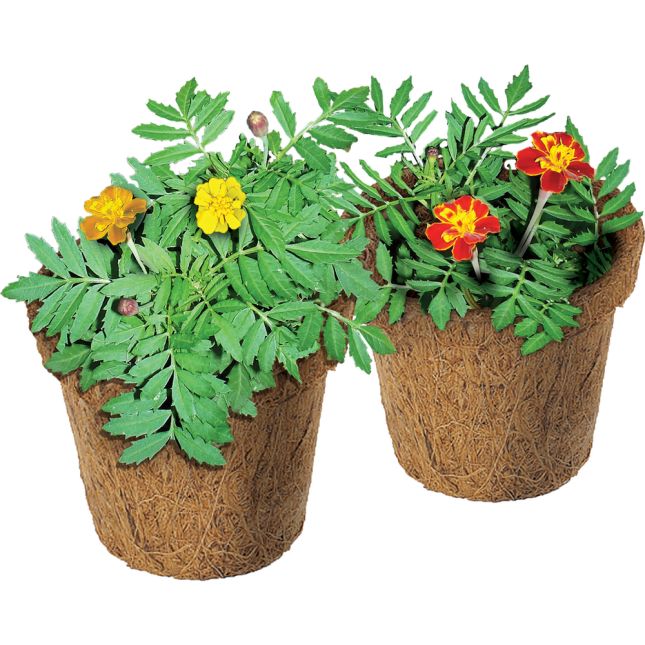 Classroom Gardening Kit