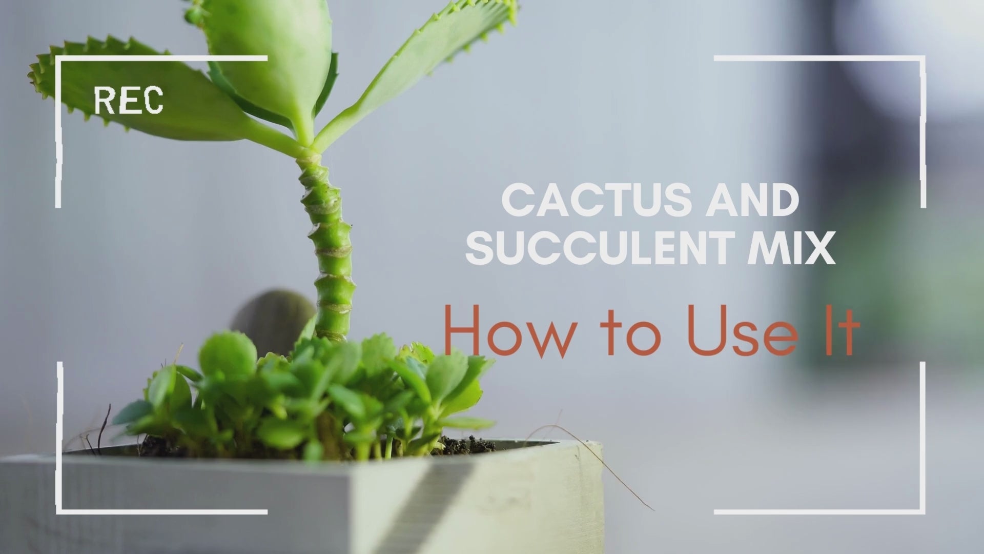 Cactus and Succulent Mix With Nutrients lb.) – Wonder Soil