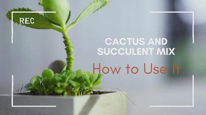 Cactus and Succulent Mix With Nutrients (3 lb.)
