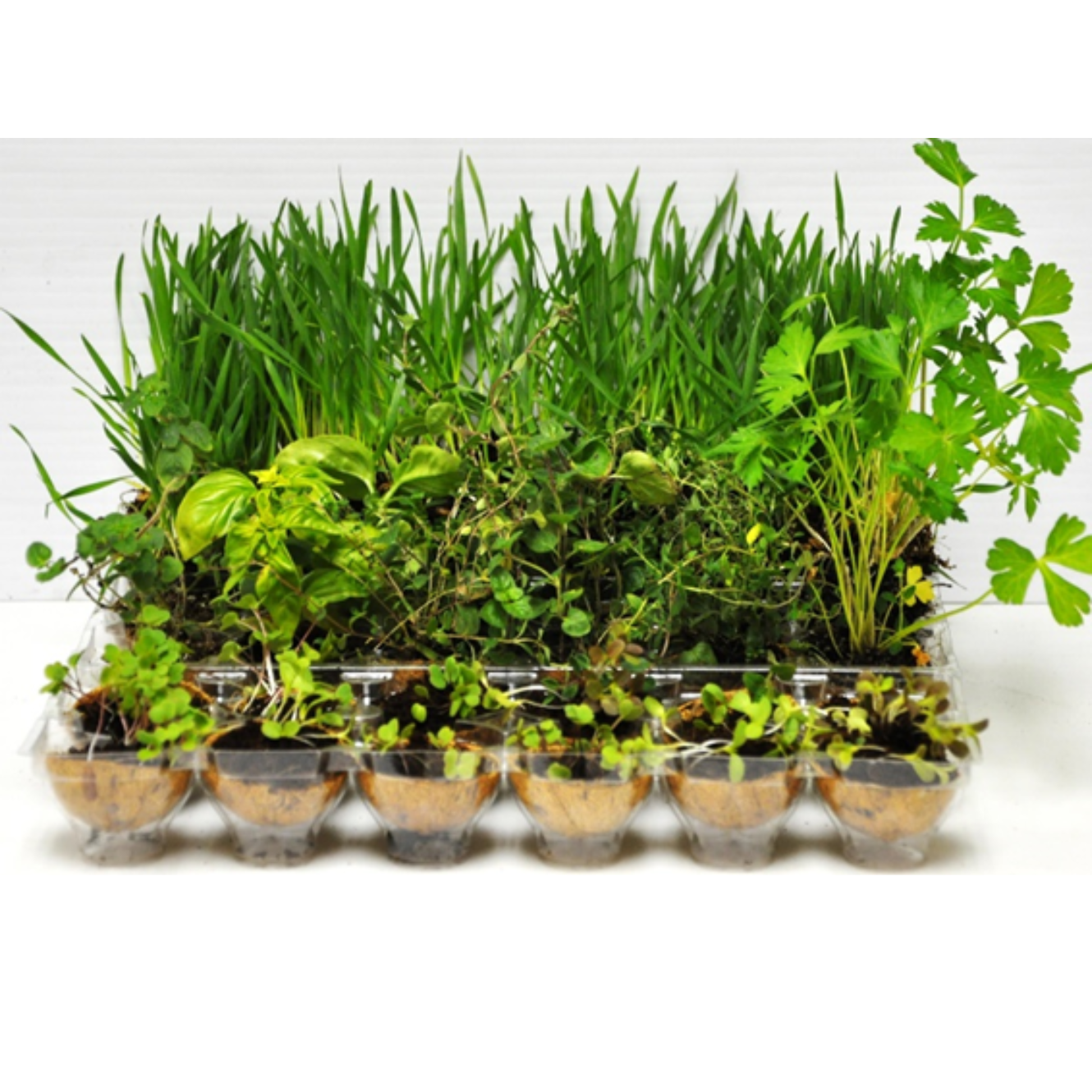 Microgreens Indoor Seed Starter - Reusable Sprout House